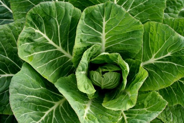 Collard Greens A Nutritious and Versatile Leafy Green