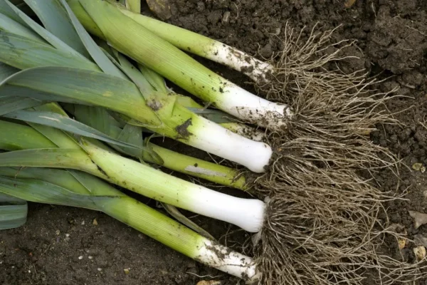 Leeks A Versatile and Flavorful Vegetable