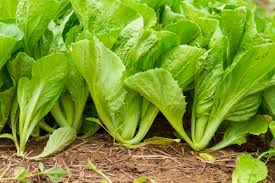 Mustard Greens A Flavorful and Nutritious Leafy Green