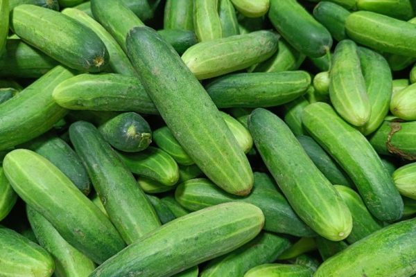 The Versatile Cucumber A Culinary and Medicinal Marvel