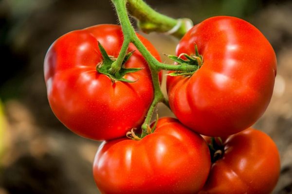 Tomatoes A Juicy and Nutritious Fruit